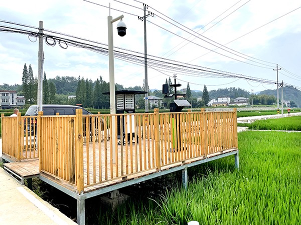 浙江临安：竹林变稻田，田舍喜开颜
