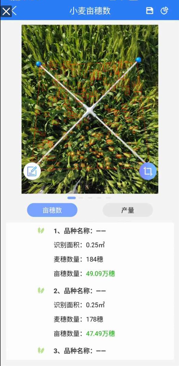 幼麦亩穗数丈量系统 幼麦亩穗数丈量系统