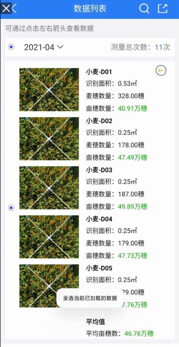 幼麦亩穗数丈量系统 幼麦亩穗数丈量系统